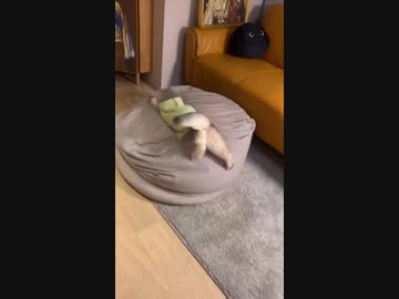 ホモと見るふわふわクッションに突進する猫