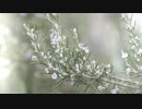iPhone再生推奨オリジナル曲「迷迭香(マンネンロウ)」初音ミク