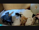 子猫たちが完全に飼主に馴れた様子がこちらです「あんなにシャーしてたのに…」