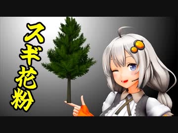 VOICEROID昔話　紲星あかりの遊戯王Master Duel～初見2日目プレイ変～【VOICEROID実況】