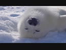 ホモと見るタテゴトアザラシの赤ちゃん.animal video