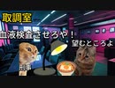猫ミーム実話　犯人確定なのに何故逮捕できない？50人の被害者をだした殺人鬼　#猫ミーム  #実話　#事件　#警察