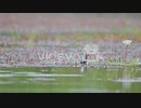 Pheasant Tailed Jacana Feeding in wetland