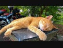 無防備過ぎる野良猫