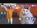 【猫ミーム】先輩の目の前でウ●コして満足した話