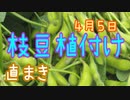 枝豆を植付けしました