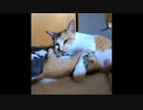 【ショート】母乳飲みたいのに毛繕い優先される子猫