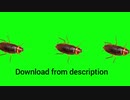 Cockroach