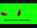 Cockroach