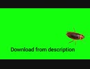 Cockroach