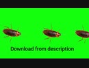 Cockroach