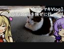【ゆかマキVlog】バイク神社に猫を撫ぜに行った話