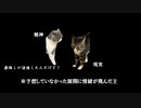 【猫ミーム】限界オタクがTRIGUNに出会った話３