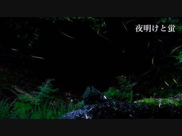 夜明けと蛍/知声(cover)