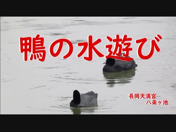 鴨の水遊び