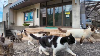 港で出会った猫「あっちで猫の集会があってるニャン、付いてくるニャン」