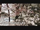『EGIC-Journey』 #02　上野恩賜公園・桜篇