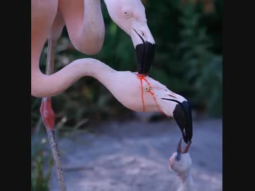 ホモと見る子供に食事を与えるフラミンゴ夫婦