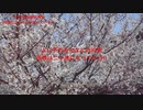 UMAJO？競馬予想「2024桜花賞編」