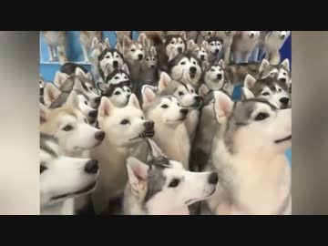 ホモと見る大脱走してしまう100匹のハスキー