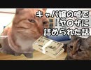 キャバ嬢の嘘でヤ〇ザに詰められた話【猫ミーム】