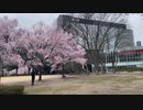 宮城県仙台市　錦町公園の桜　2024　0407