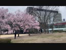 第494位：宮城県仙台市　錦町公園の桜　2024　0407