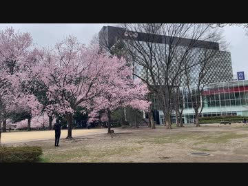 宮城県仙台市　錦町公園の桜　2024　0407