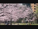 宮城県仙台市　錦町公園の桜2　2024　0407