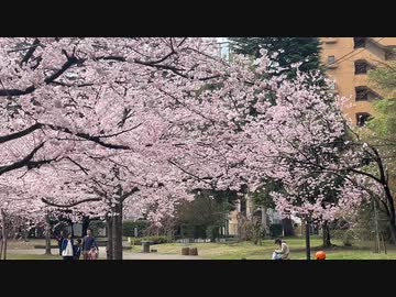 宮城県仙台市　錦町公園の桜2　2024　0407