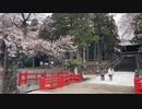 宮城県仙台市　東照宮の桜　2024　0407