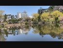 宮城県仙台市　東北医科薬科大、東北高校の側の公園の風景1　2024　0407