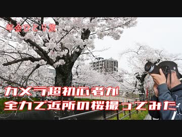 素人が全力で桜を撮ってみたら