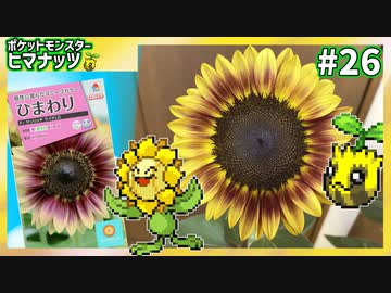 【実況】ヒマナッツがひん死になったら現実で向日葵を育てる縛り（BW版・Part㉖）