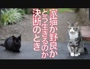 人と猫一族の因縁、7年越しの決断のとき