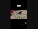 音と動きが合った動画#cat#猫#動物#可愛い#tabby#子猫