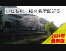 【横浜市】いたち川　桜の名所BEST5【結月ゆかり】