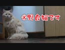 とっととお帰りください…【野良猫】