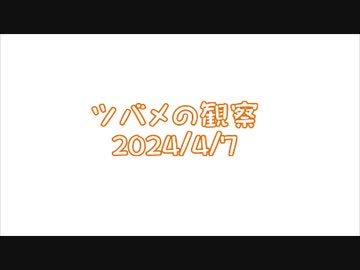 つばめの観察2024No002