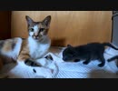 とうとう子猫が母猫に猫キック！「そして最後にオチがあった」
