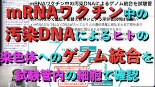 (まとめ) mRNAワクチン中の汚染DNAによるヒトの染色体へのゲノム統合を試験管内の細胞で確認