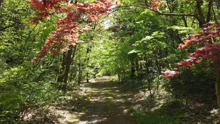 秘密の楓のトンネル／加藤健士朗