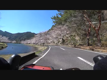 2024 桜花見  奈良県 169号線で池原ダム 下北山スポーツ公園まで
