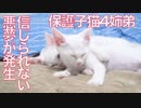 保護預かり子猫案件、最大の試練が訪れる