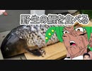 第958位：鯉を食べよう(提案)【アウトドアインム投稿祭】