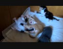 喧嘩中、急にお爺ちゃんみたいなスローな動きになる子猫「そんなに期待しないでね」【兄妹の対決特集】