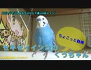 第152位：セキセイインコのくう  おもちゃにして遊ぶ&おしゃべり 20240408