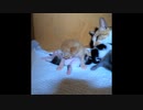 【ショート】妹を守る子猫 最後そっと逃げる