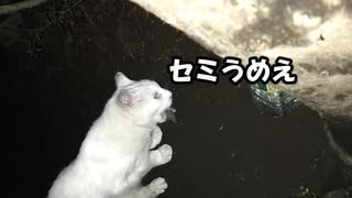 セミを食べる猫【可愛い】