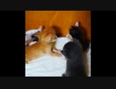【ショート】我が家の子猫パンチ特集（赤パンチから威力ある子猫パンチへと変化）